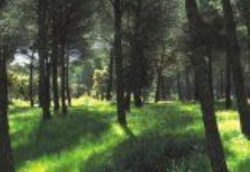 terreno en venta en El bosque (Villaviciosa De Odón) por 300.000 €